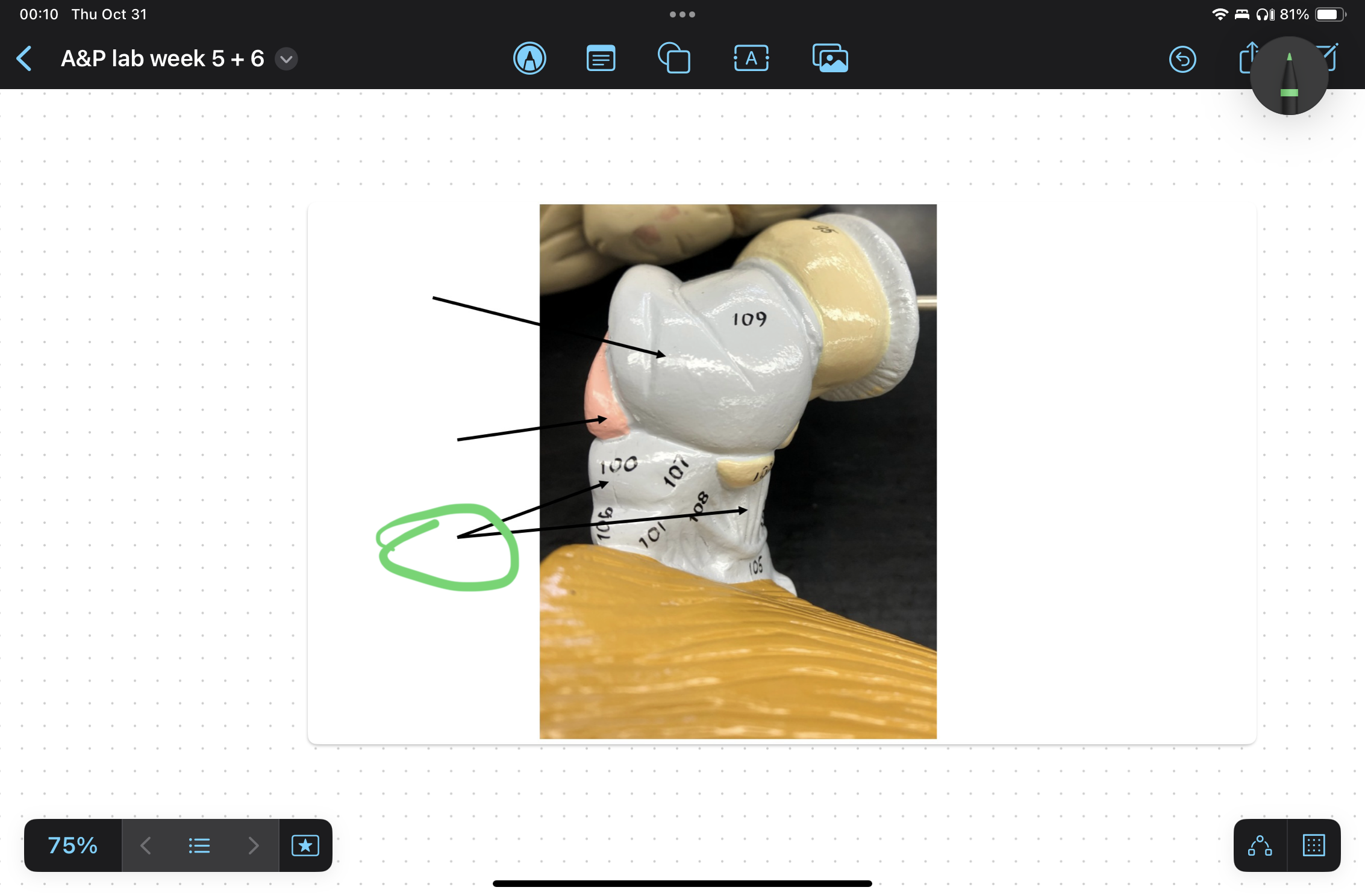 knowt flashcard image