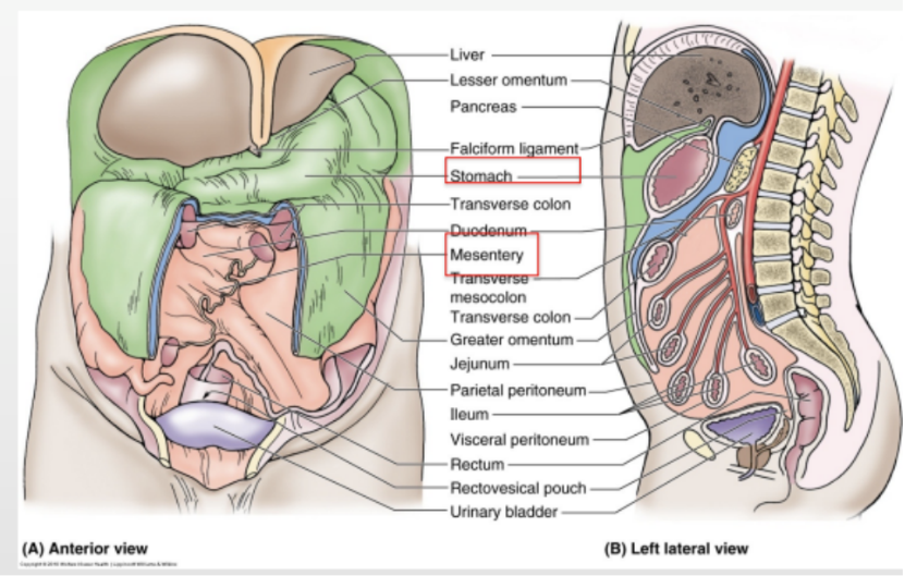 <p>Peritoneal folds attaching viscera to the posterior abdominal wall </p><ul><li><p>Allow some movement &amp; provide a conduit for vessels, nerves, and lymphatics to reach the viscera</p></li><li><p>Include —</p><ul><li><p>Mesentery Proper —</p><ul><li><p>Associated with parts of small intestine</p></li></ul></li><li><p>Transverse mesocolon —</p><ul><li><p>Associated with transverse colon</p></li></ul></li><li><p>Sigmoid mesocolon —</p><ul><li><p>Associated with the sigmoid colon </p></li></ul></li></ul></li><li><p>All of these are derivatives of the dorsal mesentery</p></li></ul>