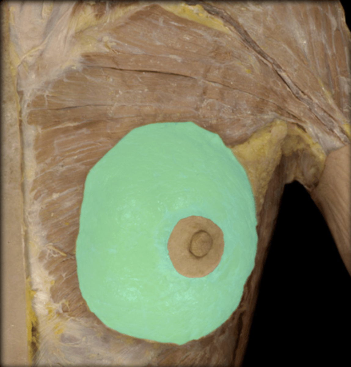 <p>breast TISSUE</p>