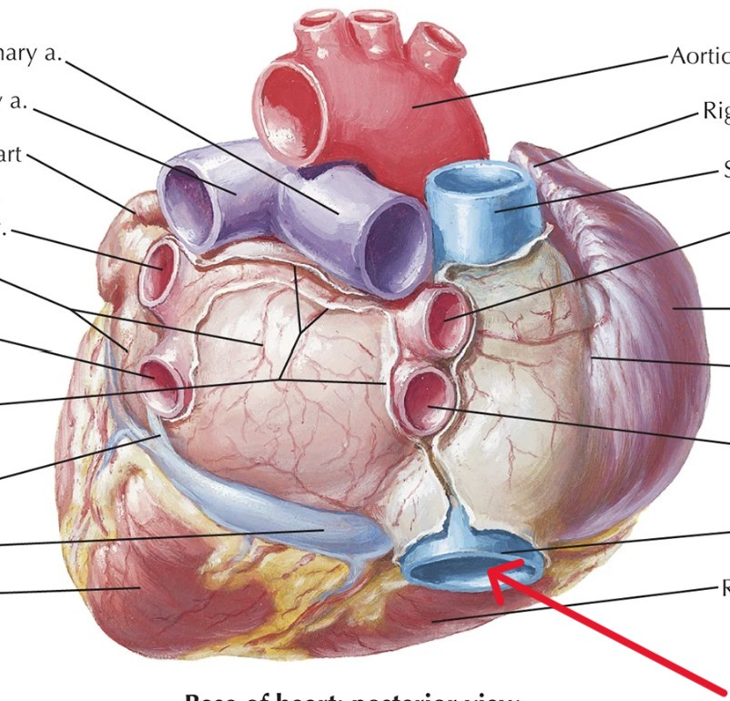 <p>Which vessel of heart:</p><ul><li><p>Empties <u>lower</u> body into right atrium</p></li></ul><p></p>