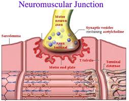 <p>neuromuscular junction, aka myoneural junction, is a type of synapse. It’s a site where an axon motor neuron and skeletal muscle fiber interact. The skeletal muscle fibers will only contract when stimulated by a motor neuron. </p>