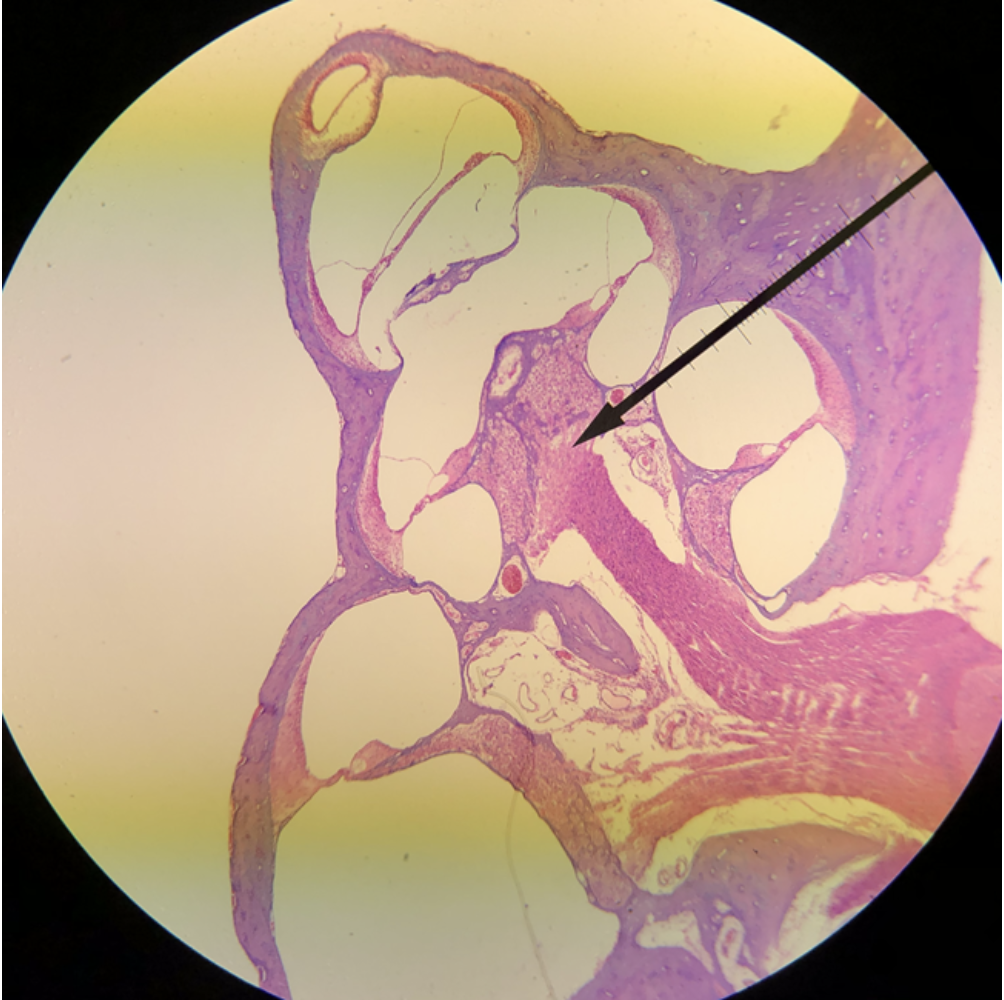 <p><span><span>In the image above, identify the main structure seen in the field of view.</span></span></p>