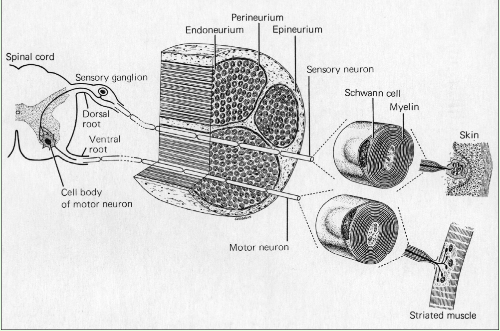 Representation of the reflex-arc: sensory information (e.g. heat) is from the skin transferred via sensory axons to neurons in the dorsal root ganglia. There, the neurons conduct the signal to motor neurons, that on their turn conduct the signal via their axons to the muscle. As a consequence, the muscle contracts. 