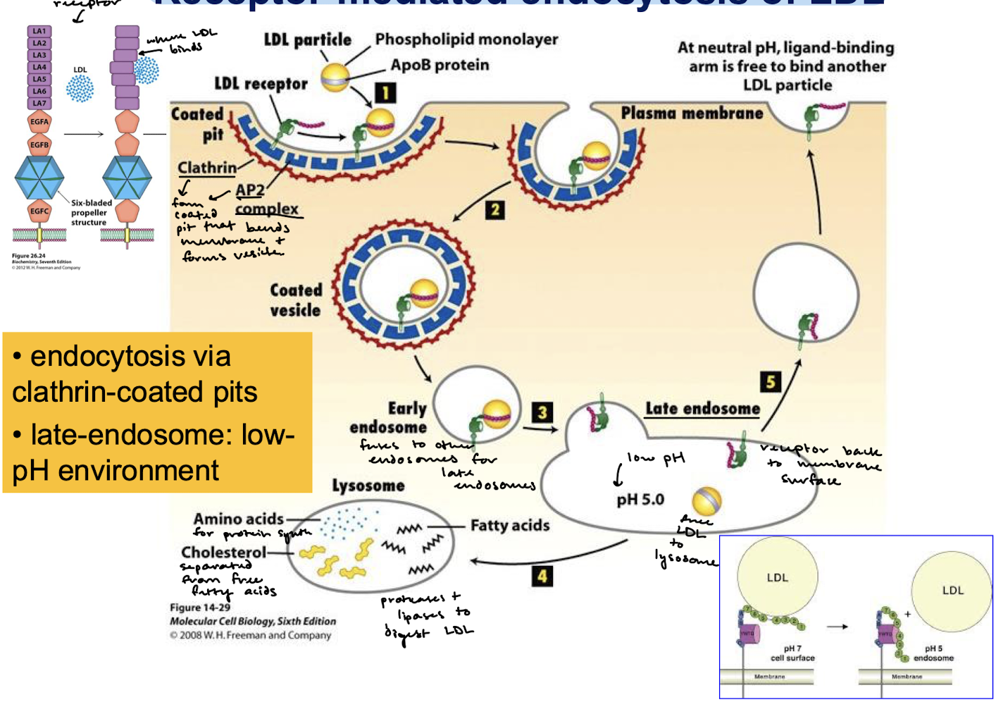 <p>LDL particle binds the LDLR with the ApoB-100 protein. Endocytosis ensues via a clathrin-coated pit (with AP2 complex) that bends the membrane and forms the endosome/vesicle.</p>