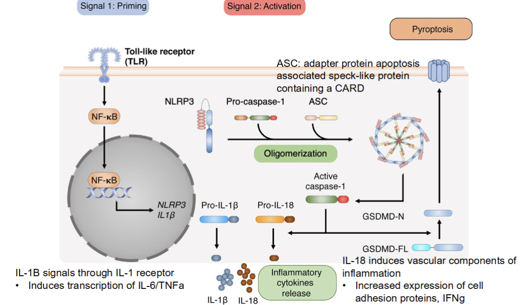 <ol><li><p>Priming (via TLR signalling which leads to downstream NK-kB—&gt; NLRP3 and IL1 beta)</p></li><li><p>Activation (pro cytokines cleave into active cytokines, inflammasomes assemble</p></li></ol><ul><li><p>Inflammasome activates caspase 1 which cleaves pro-IL1beta, pro-IL18, and gasdermin D</p></li></ul><ol><li><p>Pyropptosis (gasdermin D pore causes cell lysis and release of Il1beta and IL18)</p></li></ol><p></p>