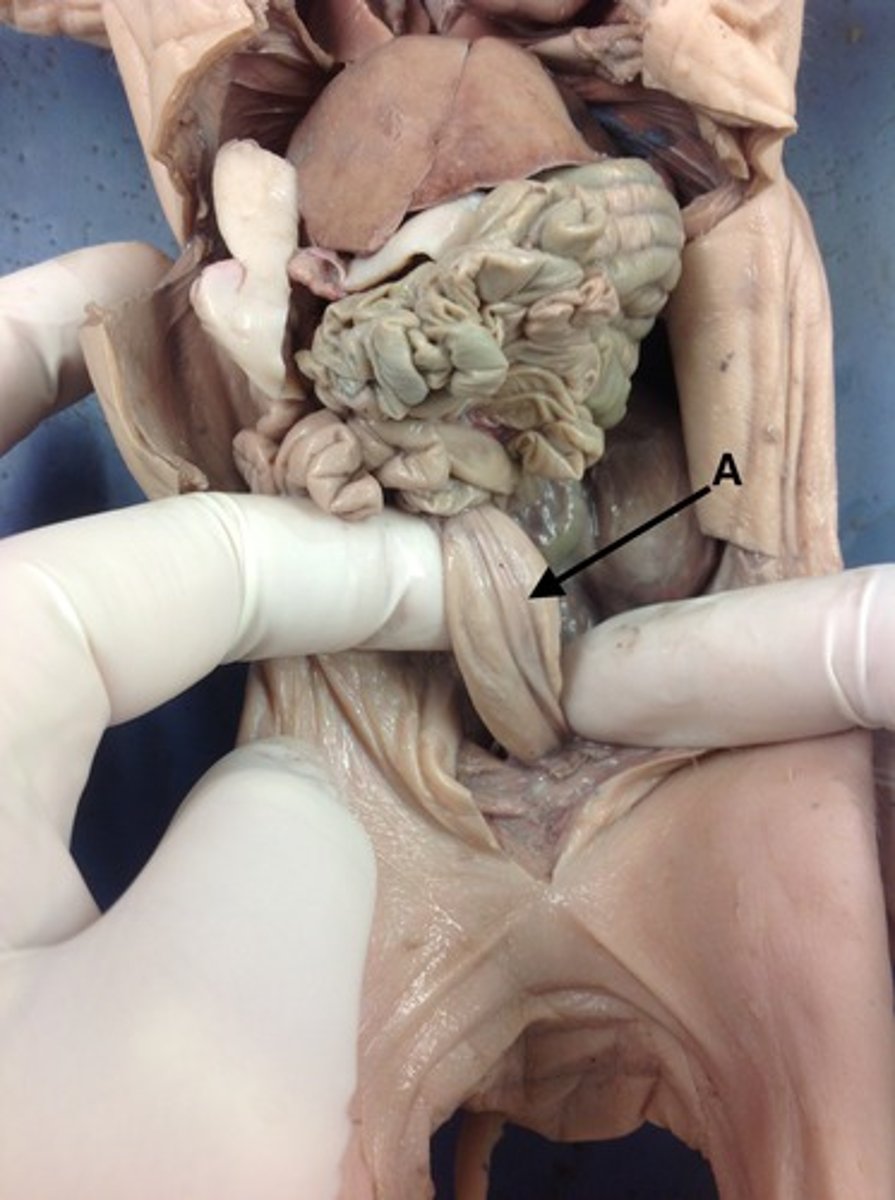 knowt flashcard image