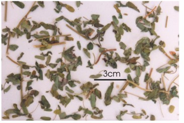 <p>Chất ngọt tương tự glycyrrhizin</p>