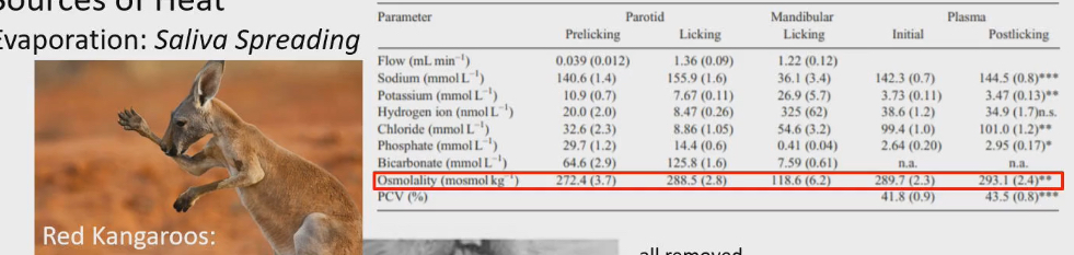 <ul><li><p>Study in kangaroo.</p></li><li><p>Parotid gland has more saltier saliva compared to mandibular gland.</p></li><li><p>Salty water doesn’t evaporate a quickly as fresh water.</p></li></ul><p></p>