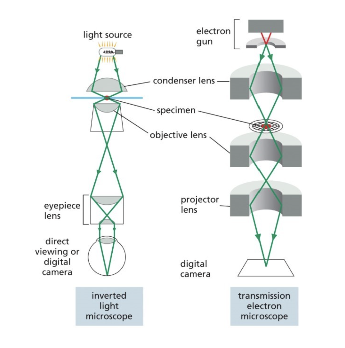 <ul><li><p>Uses electron beam </p></li><li><p>Magnetic coils (focus the electrons)</p></li><li><p>Scanning EM gathers an image of the surface of the sample </p></li></ul><p></p>