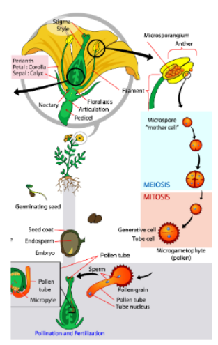 <ul><li><p>meiosis of mother spore cells in microsporangium produces 4 microspores</p></li><li><p>each microspore forms pollen grain</p></li><li><p>pollen contains 2 cells</p></li><li><p>generative and pollen tube</p></li></ul><p></p>