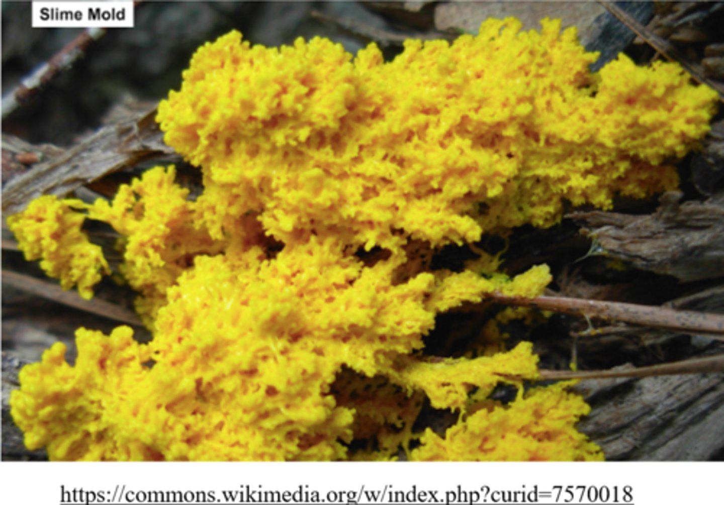 <p>chitin; flagella or cilia</p>