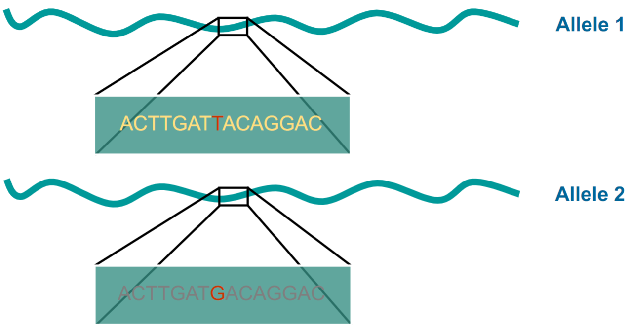 <ul><li><p>each SNP can be tracked back to genome change that occurred in single ancestral genome</p></li></ul>