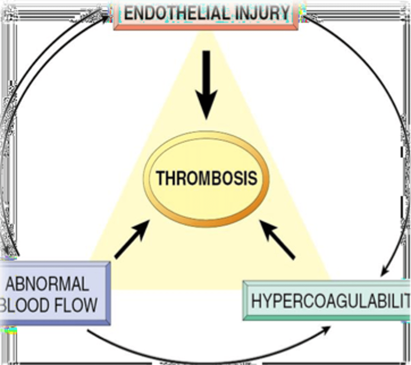 <p>Endothelial injury (Canine Adenovirus, FIP, renal glomerular &amp; cutaneous vasculopathy or endotoxin)</p><p>Dynamics of blood flow (stasis or turbulence with cardiac disease or hypovolemia)</p><p>Hypercoagulability of blood (inflammation, DIC, glomerulonephritis, glomerular amyloidosis)</p><p>Major determinants of thrombosis</p>
