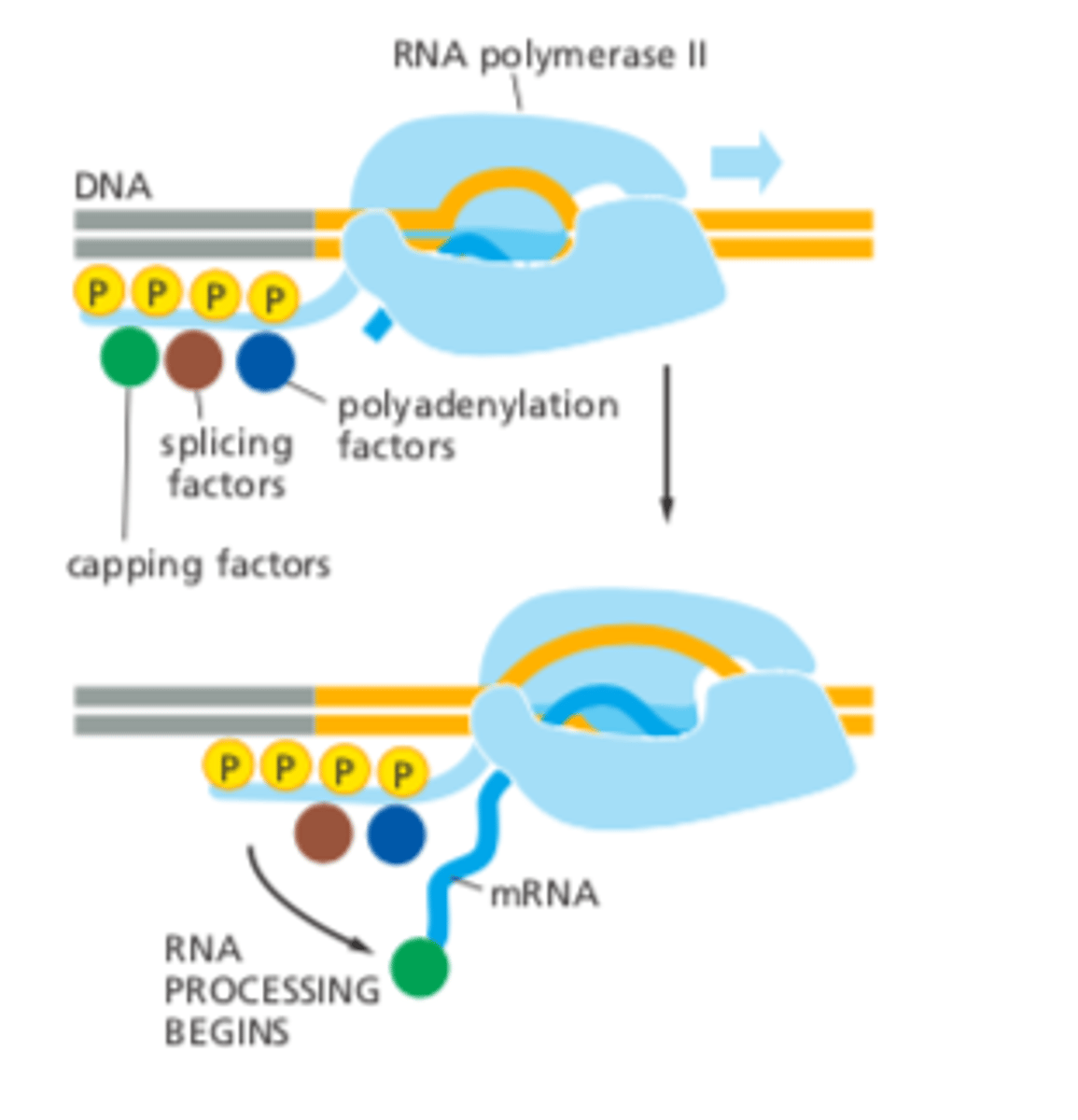 <p>attach to the CTD tail of RNA Pol II Rpb1.</p><p>As RNA Pol II is transcribing the mRNA these enzymes can "jump" off the CTD tail and carrying out their mRNA processing function</p>