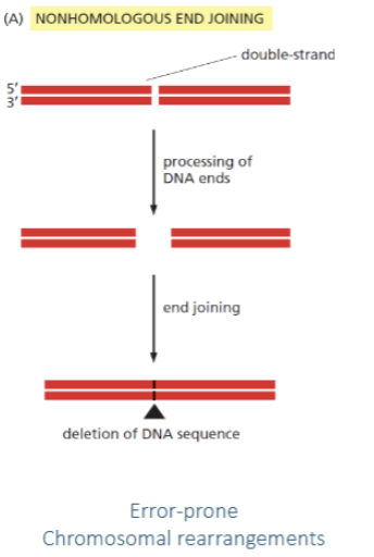 <p>non-homologous end joining. Double strand break repair in which DNA strands are reattached with deletion where the break occurred. Error-prone and may result in chromosomal rearrangements.</p>