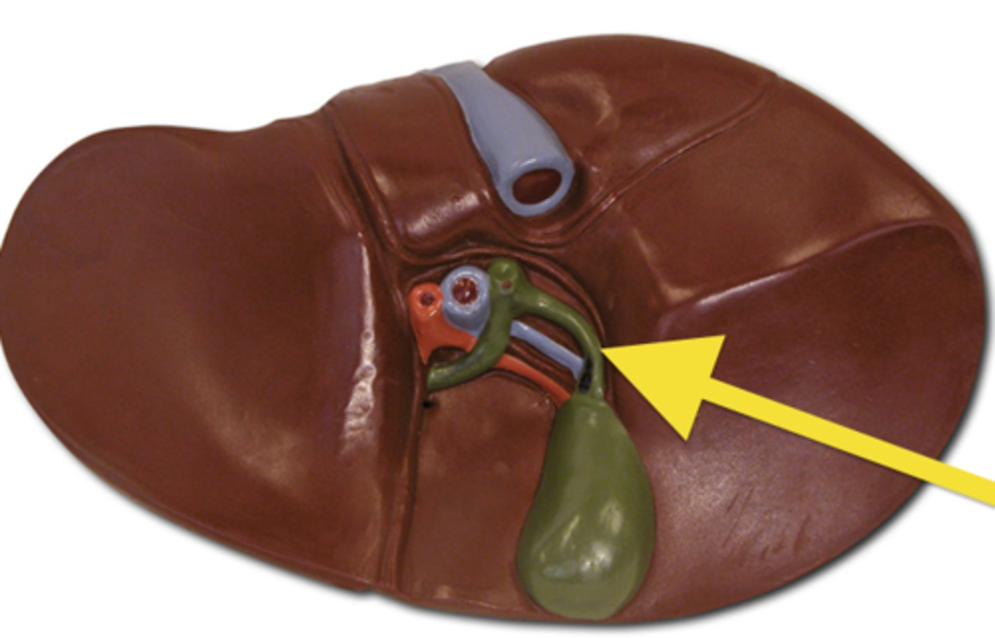 <p>Duct leading from the gallbladder to the common bile duct; carries bile</p>