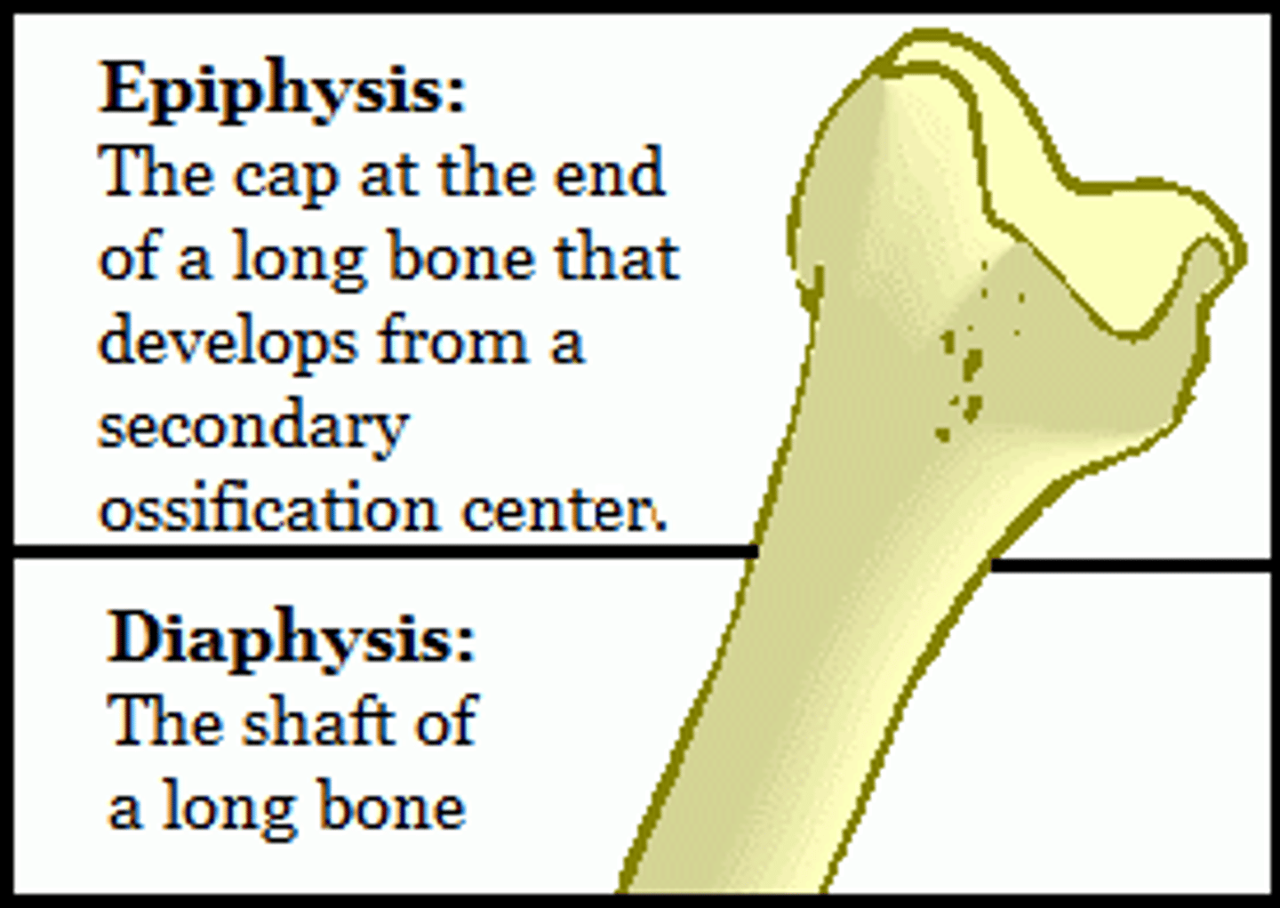 <p>widened end of long bone</p>