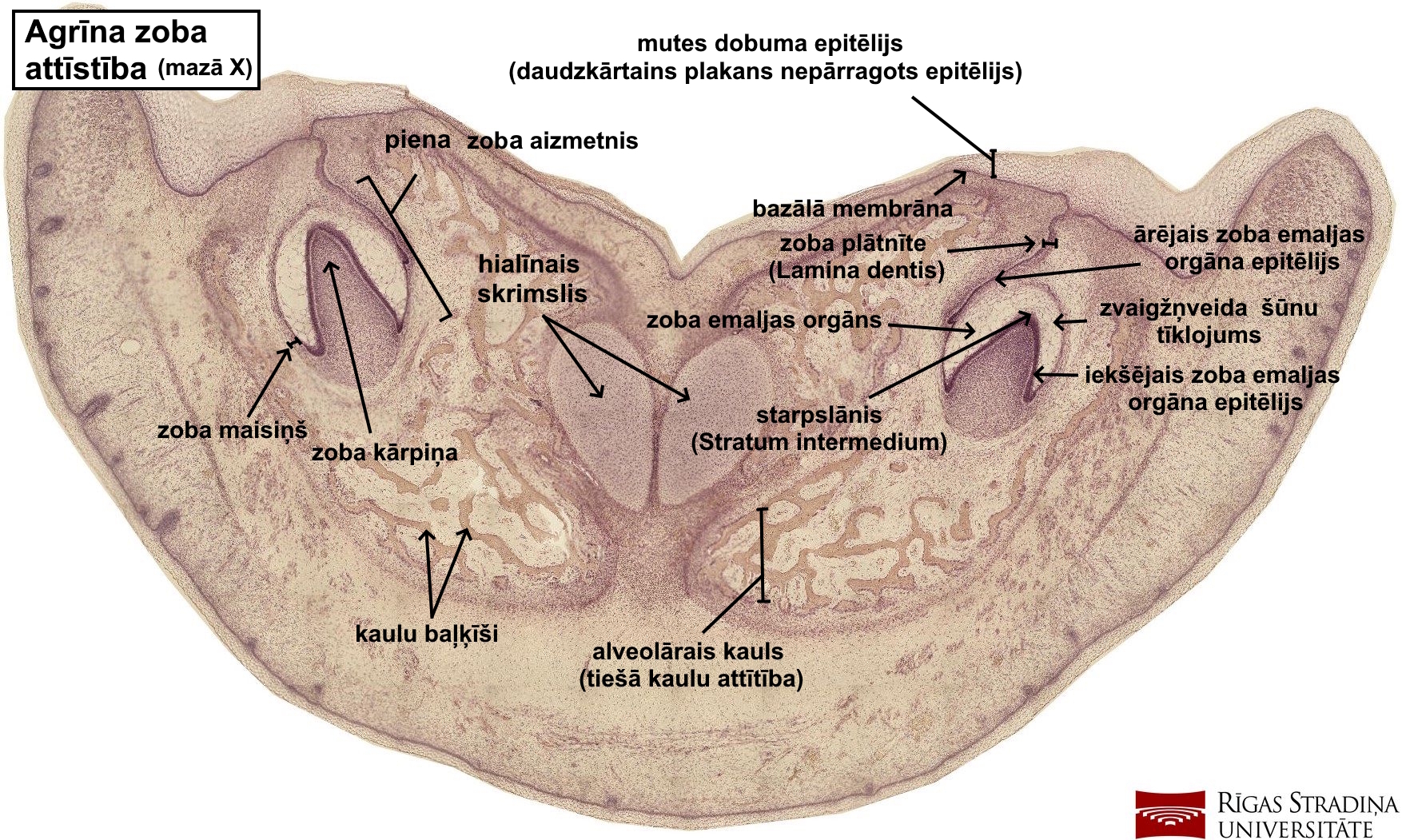 term image