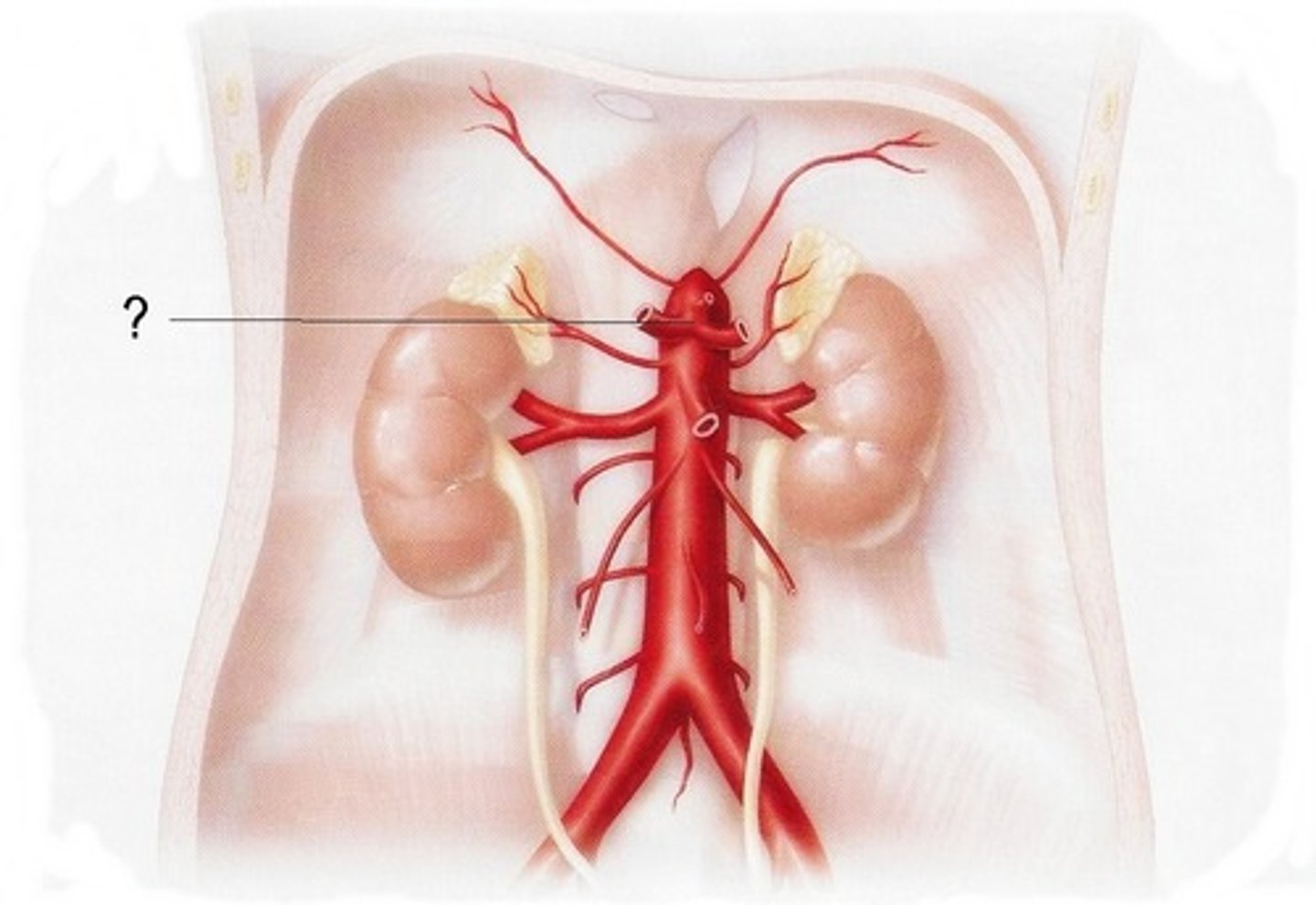 <p>Large unpaired branch of the abdominal aorta that supplies the liver, stomach, and spleen.</p>