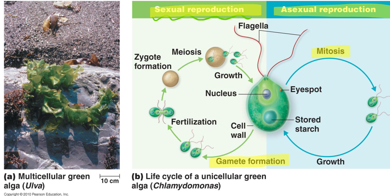 * Water
* Autotrophic
* Unicellular or Multicellular
* Asexual and Sexual reproduction
  * Plankton= unicellular
  * Seaweed= multicellular