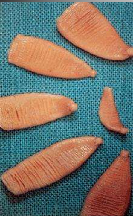 <p>species </p><p>stage</p>