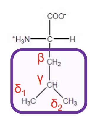 <p>Leu-L-hydrophobic and aliphatic</p>