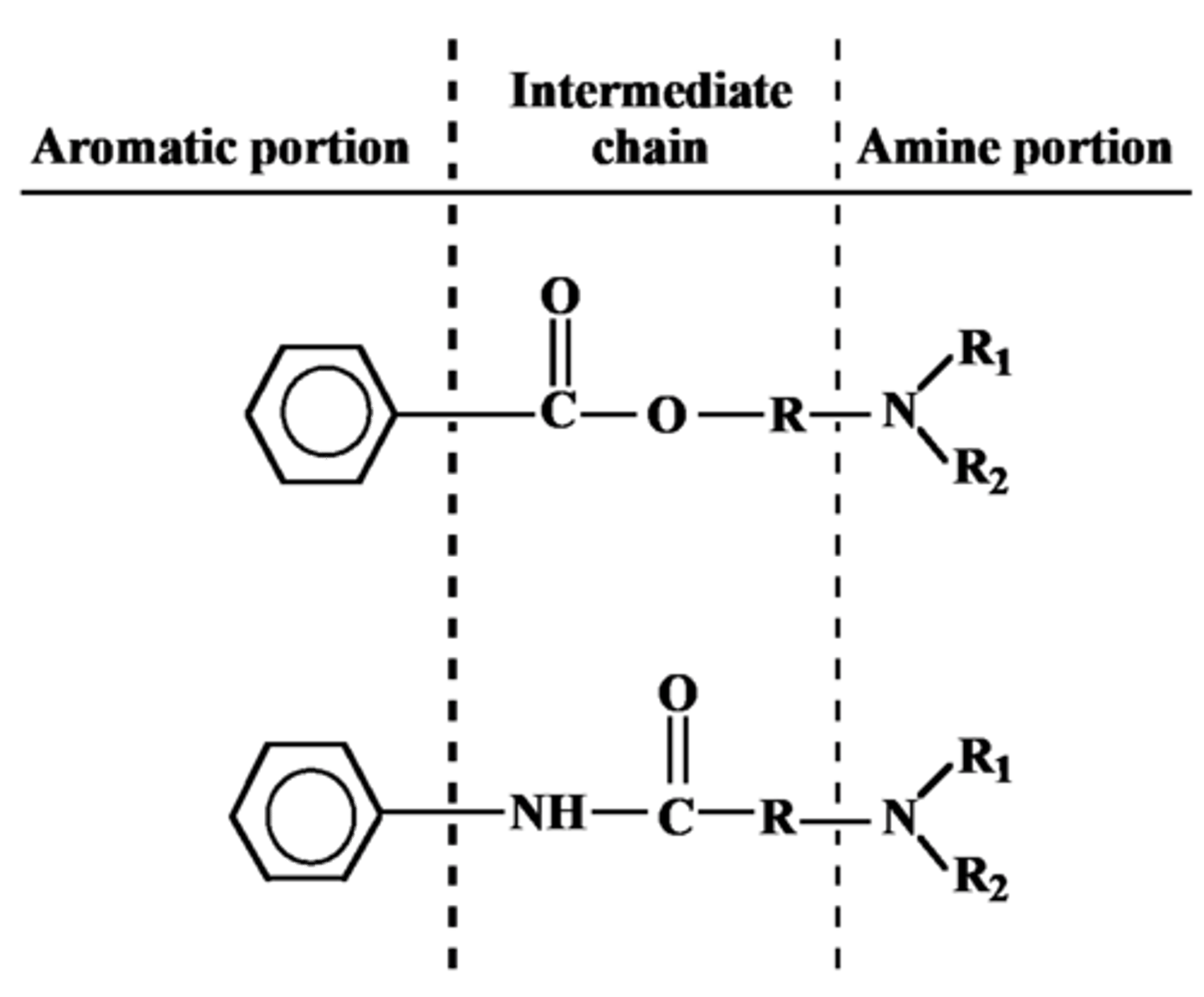 <p>Provides water solubility</p><p>Compounds lacking amine portion= water-insoluble (topical use)</p><p>When administered, usually in the ionized state to increase the aqueous solubility</p>