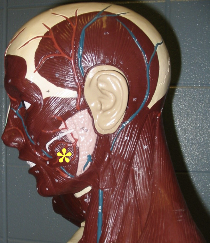 <p>Action: Elevates and protracts mandible</p><p>Origin: Zygomatic arch</p>