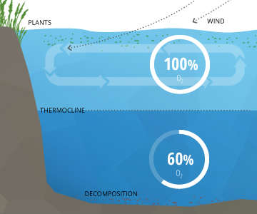 <p>The <u>amount of oxygen</u> that is present<u> in the water</u>.</p>