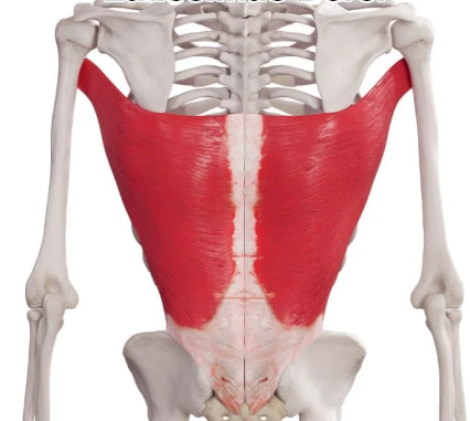 <p>Latissimus Dorsi</p>