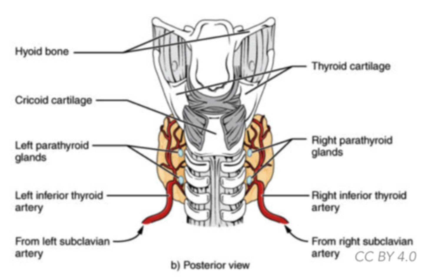 <p>parathyroid</p>