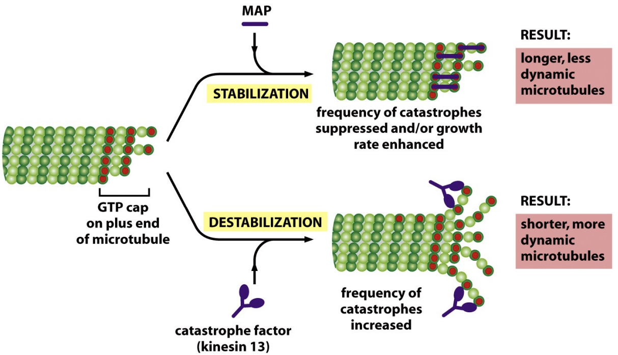 \
* Stabilize microtubules to prevent dissasembly
* \
  * enhance growth
    * Bind to multiple subunits at + end to make catastrophe harder