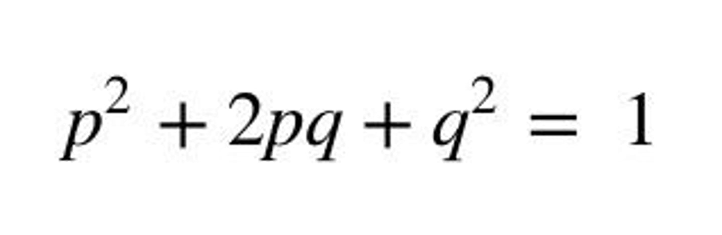 <p>The frequency of the dominant allele in the Hardy-Weinberg equation.</p>