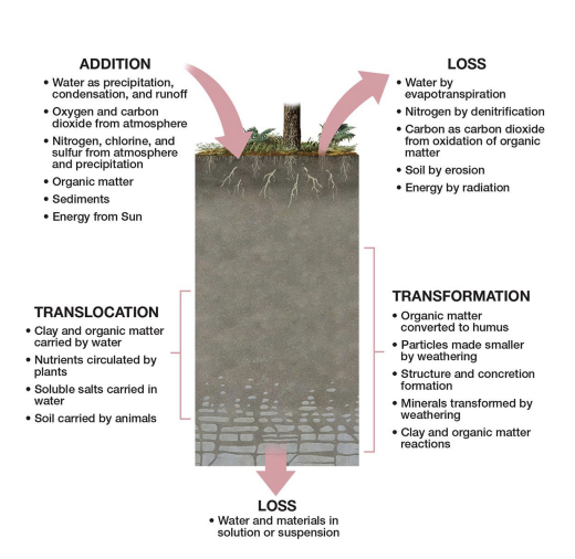 <p><span><span>what is </span><strong><span>translocation?</span></strong></span></p>