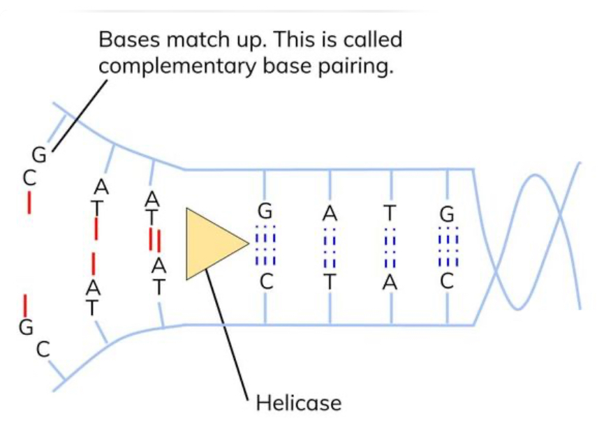 <ul><li><p>free floating nucleotides form hydrogen bonds with the complementary bases</p></li><li><p>each strand is used as a template to produce complementary strands</p></li></ul><p></p>