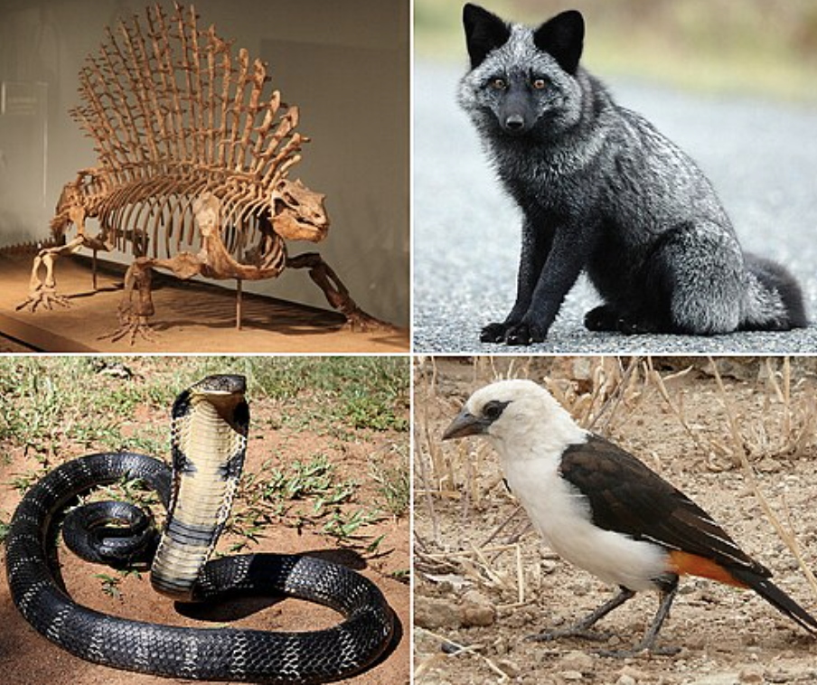 <ul><li><p>includes: reptiles, mammals, birds</p></li><li><p>amphibians and amniotes split from a common ancestor&nbsp;</p><ul><li><p>Amniote eggs develop on land, no need for water, but require moisture.</p></li></ul></li></ul><p></p><ul><li><p><span style="background-color: transparent;">Extra membrane layers outside the embryo allow for development inside the enclosed egg.&nbsp;</span></p><ul><li><p>gas exchange&nbsp;</p></li><li><p>waste excretion&nbsp;</p></li></ul></li></ul><p></p>