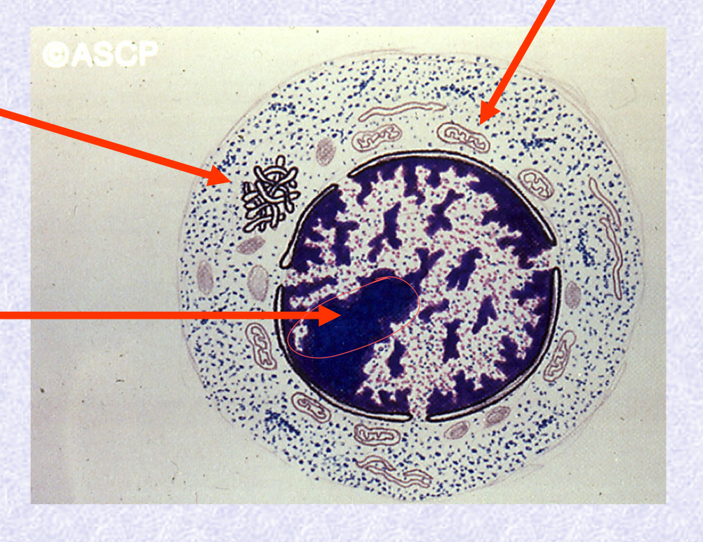 <p>What is the Cell in the image?</p>