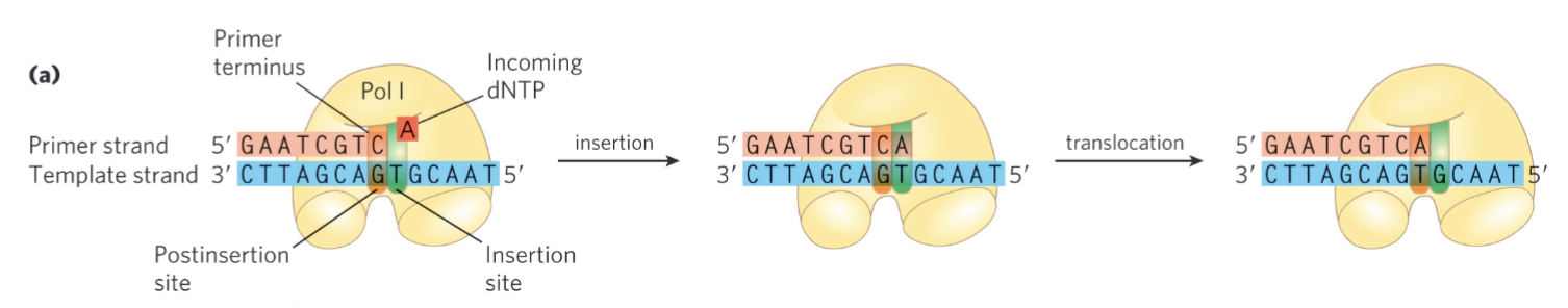 <ul><li><p>polymerization is guided by a template DNA strand according to W-C base pairing rules</p><ul><li><p>first step is template guided; ensures we’re getting a correct copy during replication (b/c antiparallel complementarity is preserved)</p></li></ul></li><li><p>single-stranded template in vivo is generated by a helicase (ATP-dependent specialized protein that unwinds double-stranded nucleic acid polymers)</p></li></ul><p></p>