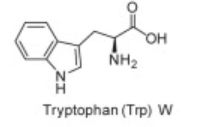 <p>Trp</p>