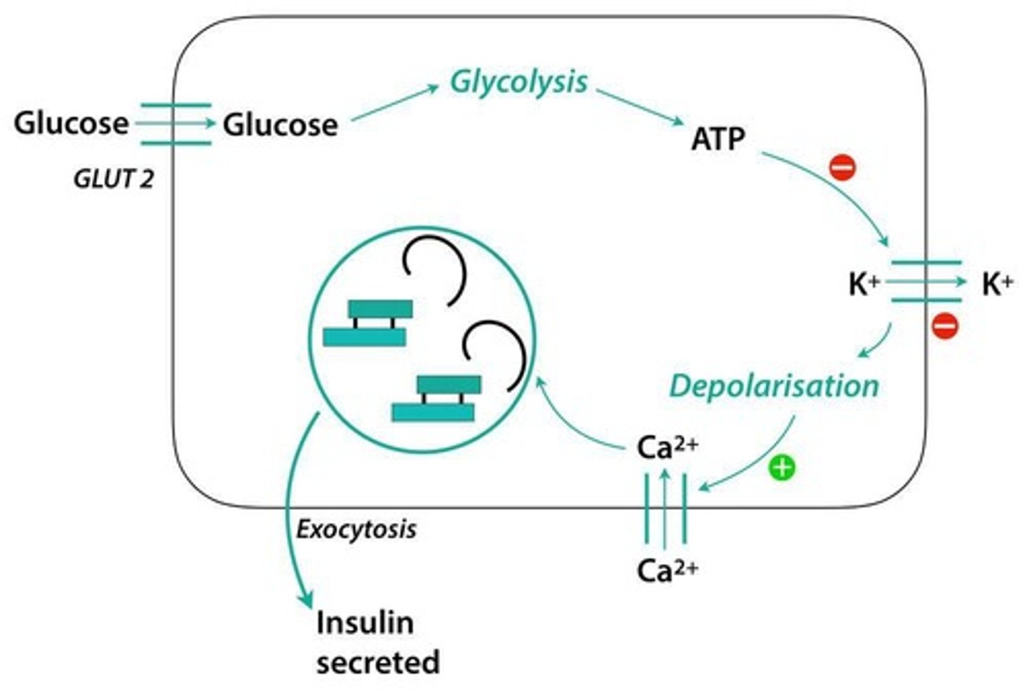 <p>Glucose enters β-cells, is metabolized to produce ATP, which leads to depolarization and calcium influx, resulting in insulin release.</p>