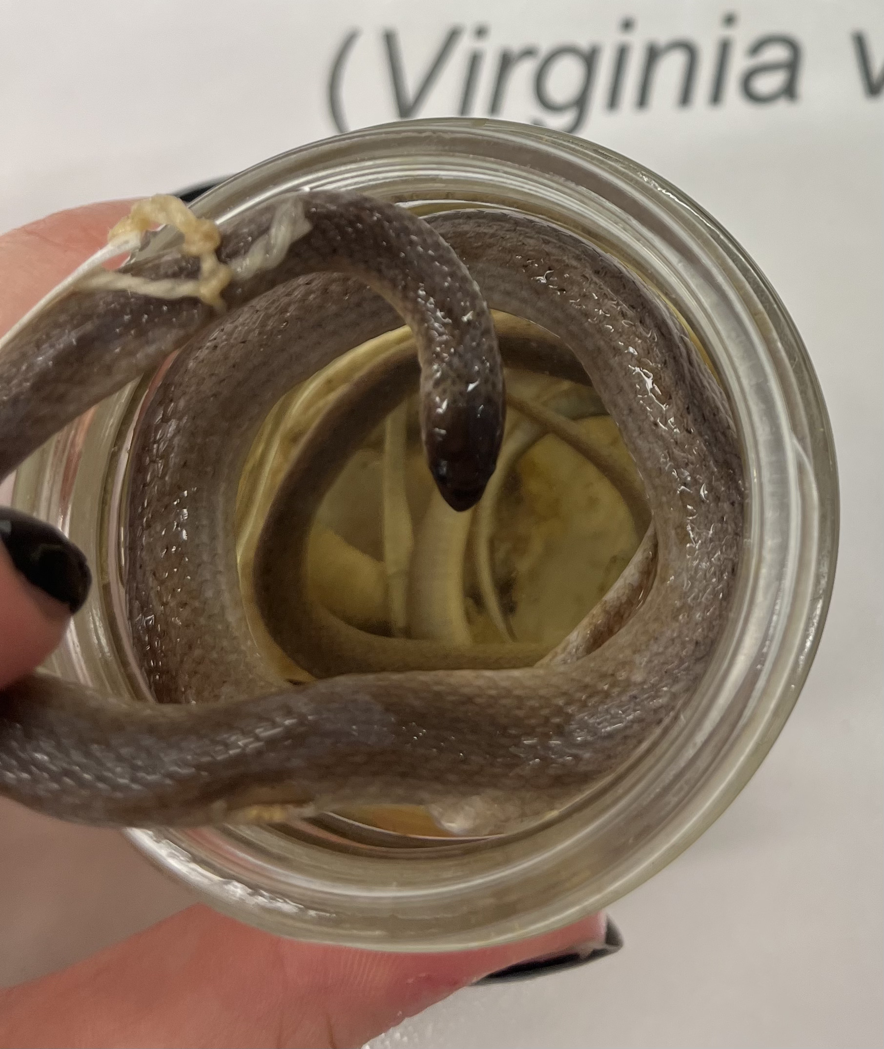 <ul><li><p>small</p></li><li><p>light tan</p></li><li><p>darker head</p></li><li><p>spots of dark brown on back</p></li><li><p>keeled scales</p></li></ul><p></p>