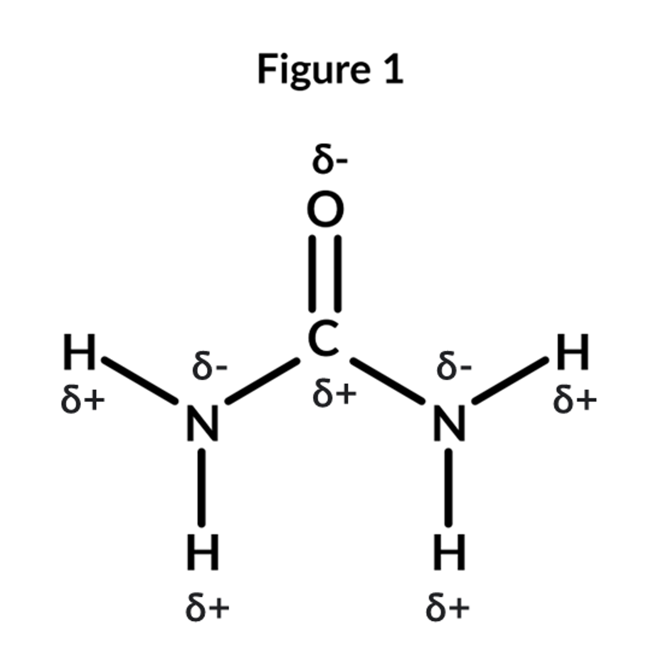 <p>Figure 1 shows the structure of urea. Describe and explain the properties of urea that allows it to enter cells by facillitated diffusion (4 marks)</p>