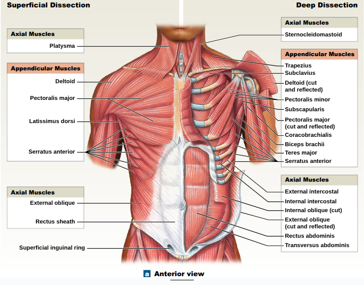 <p><span style="background-color: transparent;"><span>Flexes elbow joint and supinates forearm; weak flex of arm at shoulder</span></span></p>