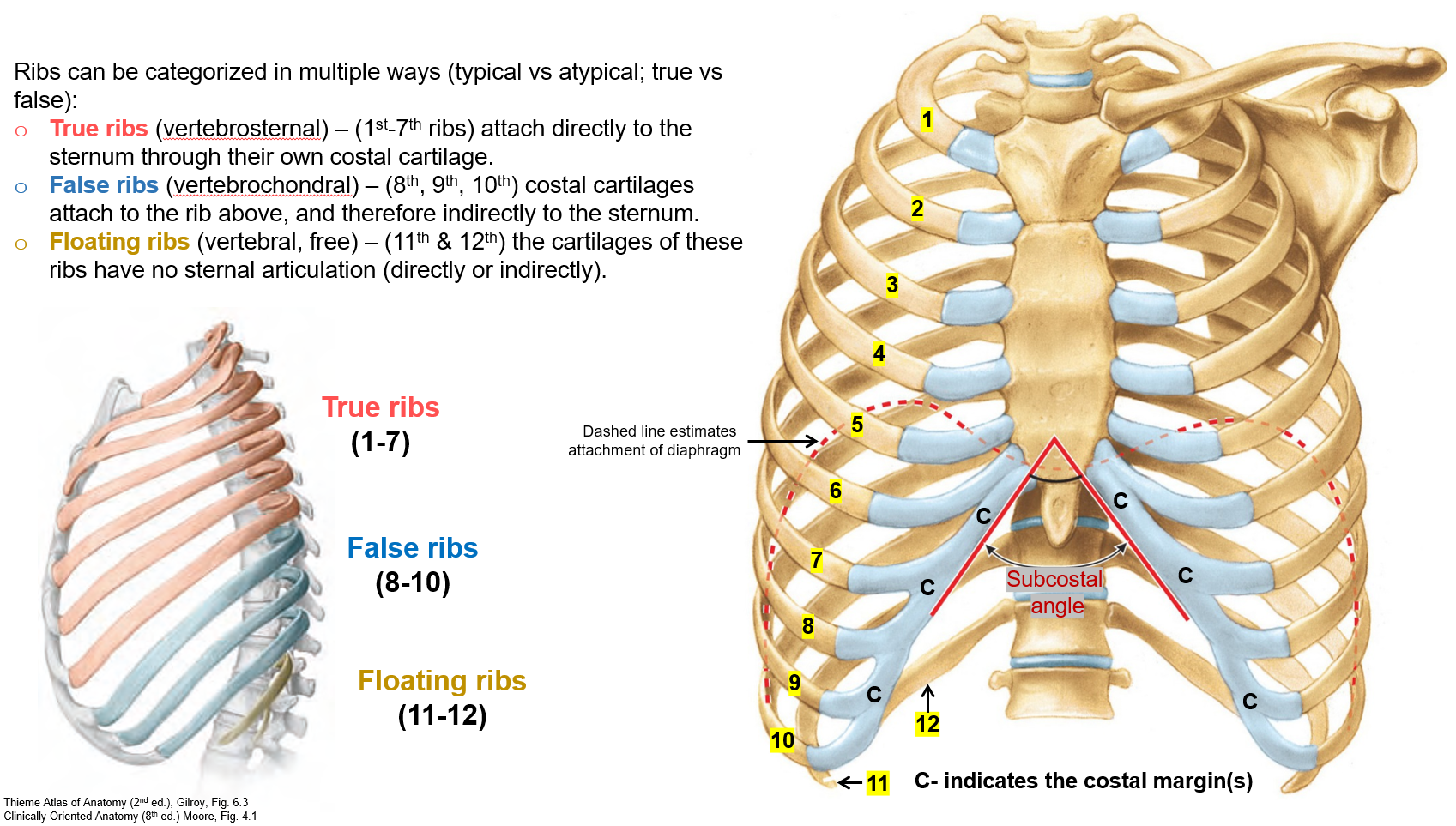 <p><strong>Floating ribs (11th &amp; 12th)</strong> do not connect to the sternum at all, making them appear "free" or "floating."</p>