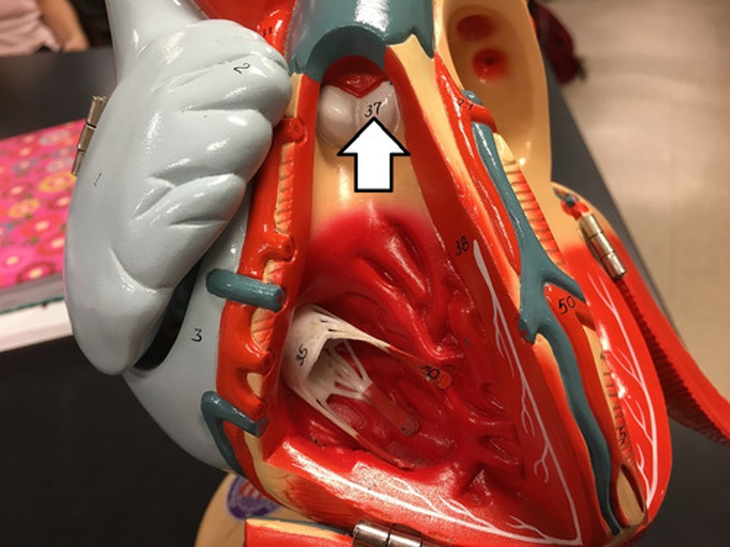 <p>The valve that controls blood flow from the right ventricle into the pulmonary trunk.</p>