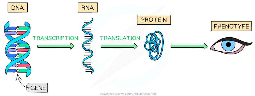 <p>phenotype as it codes for a single protein that affects phenotype through particular mechanism (environment also affects it)</p>