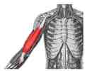<p>Flexes and supinates forearm</p>
