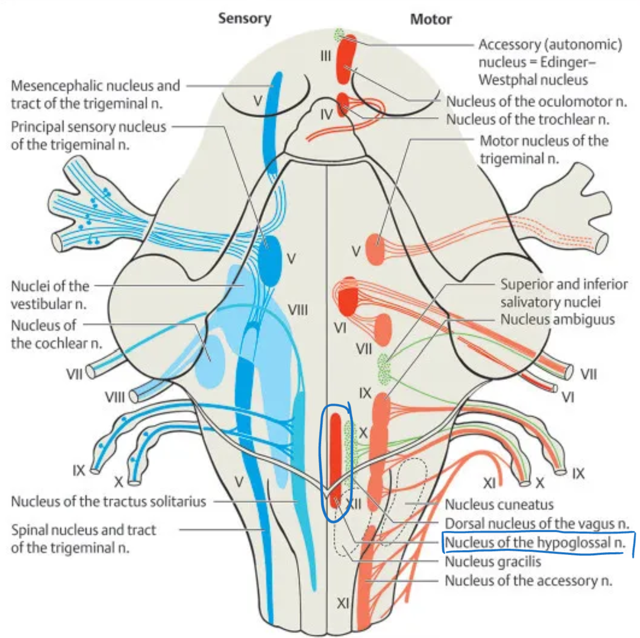 <p><strong>Hypoglossal (XII)</strong></p>