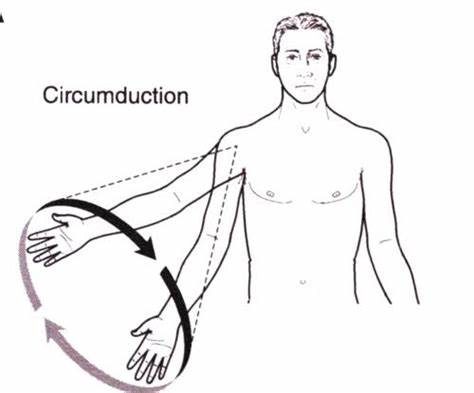 <p>combination of flexion, extension, abduction, and adduction that allows the joint to move in a circular manner</p>