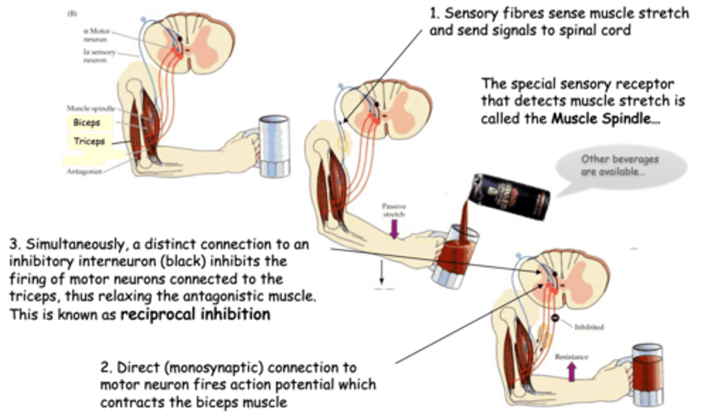 <p>The stretch (myotactic) reflex is easier to understand if imagining a drink being poured</p>